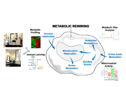 metabolic-rewiring