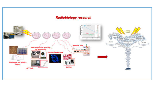 radiobiology-research